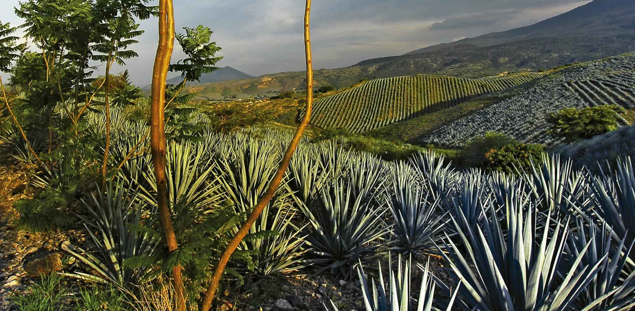 ¿Cuánto cuesta un tour a Tequila desde Guadalajara?